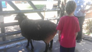 Laveen Pathfinders 4-H Club offers members experience like sheep shearing.