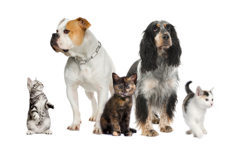 Pets in Laveen Village