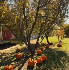 Amadio Ranch pumpkin patch seasonal event image.